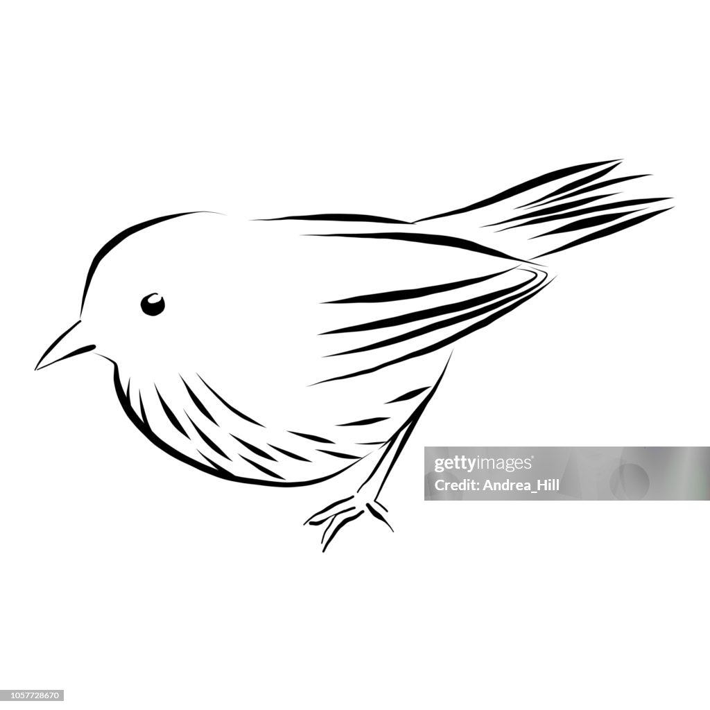 Wren, Sparrow Vector Illustration in Pen and Ink Isolated on White
