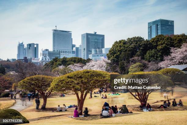 japanese garden with tokyo skyline in springtime, japan - cherry blossom in full bloom in tokyo fotografías e imágenes de stock