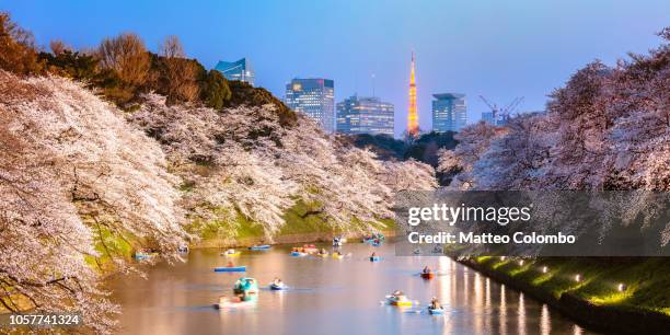 chidorgafuchi panoramic with cherry trees, tokyo - tokyo japan cherry blossom stock pictures, royalty-free photos & images