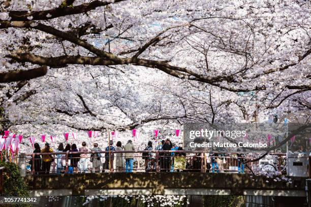 people looking at cherry blossoms, naka meguro, tokyo - 花見 ストックフォトと画像