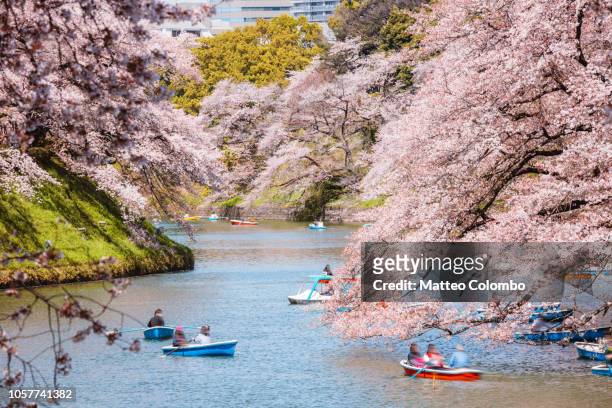 people on boats enjoying sakura in tokyo, japan - hanami bildbanksfoton och bilder