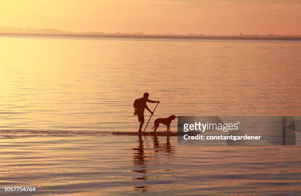 portrait of man and dog paddleboarding at crescent beach - white rock bc stock pictures, royalty-free photos & images