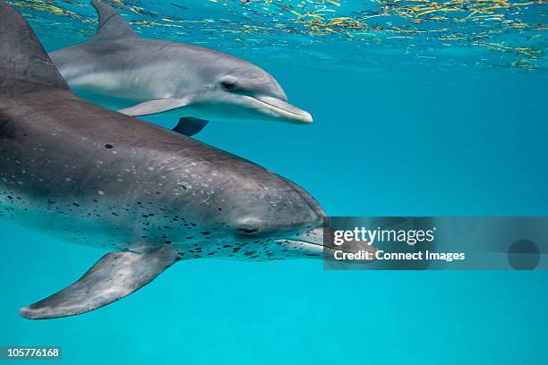 atlantic spotted dolphin. - golfinhos bebés imagens e fotografias de stock