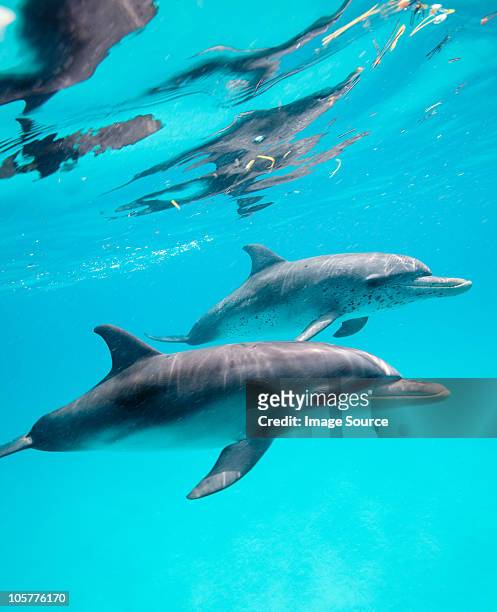 atlantic spotted dolphin. - baby dolphin stock pictures, royalty-free photos & images
