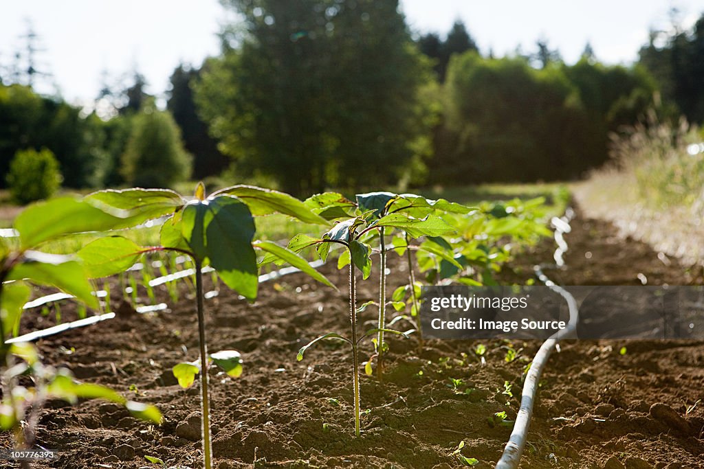 Plantas en campo de cultivo