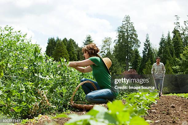 woman picking vegetables and man using cultivator in field - organic farm 個照片及圖片檔