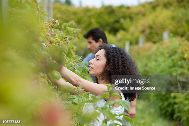 pareja joven selección de frutas en la granja - fruta baya fotografías e imágenes de stock