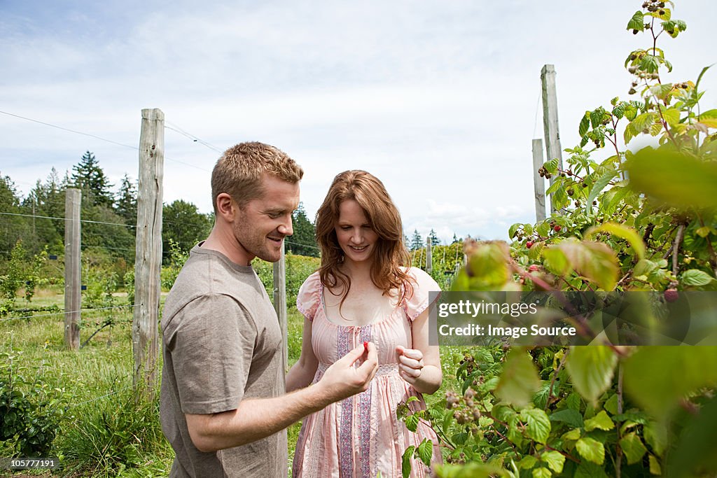 Young couple picking raspberries