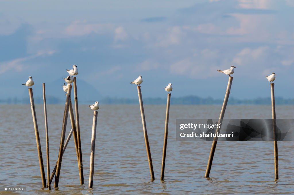 Group of birds sitting on the bamboo perch at lake Thale Noi, Phatthalung, Thailand.