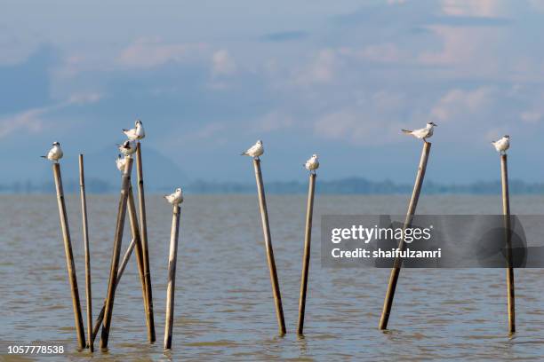 group of birds sitting on the bamboo perch at lake thale noi, phatthalung, thailand. - thale noi stock pictures, royalty-free photos & images