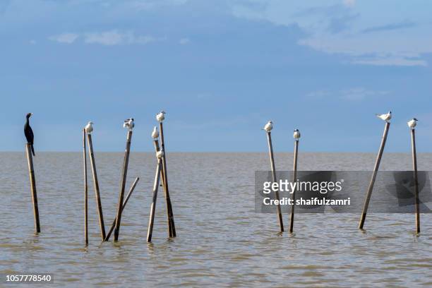 group of birds sitting on the bamboo perch at lake thale noi, phatthalung, thailand. - thale noi stock pictures, royalty-free photos & images