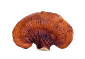 lingzhi mushroom isolated on white background