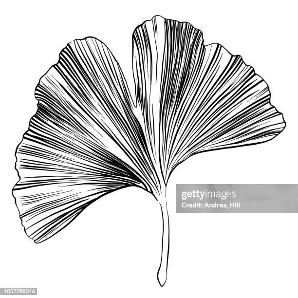 ginkgo-blatt-skizze-vektor-illustration - gingko stock-grafiken, -clipart, -cartoons und -symbole