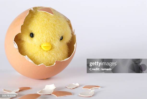 96 Chick Breaks Egg Stock Photos, High-Res Pictures, and Images - Getty ...
