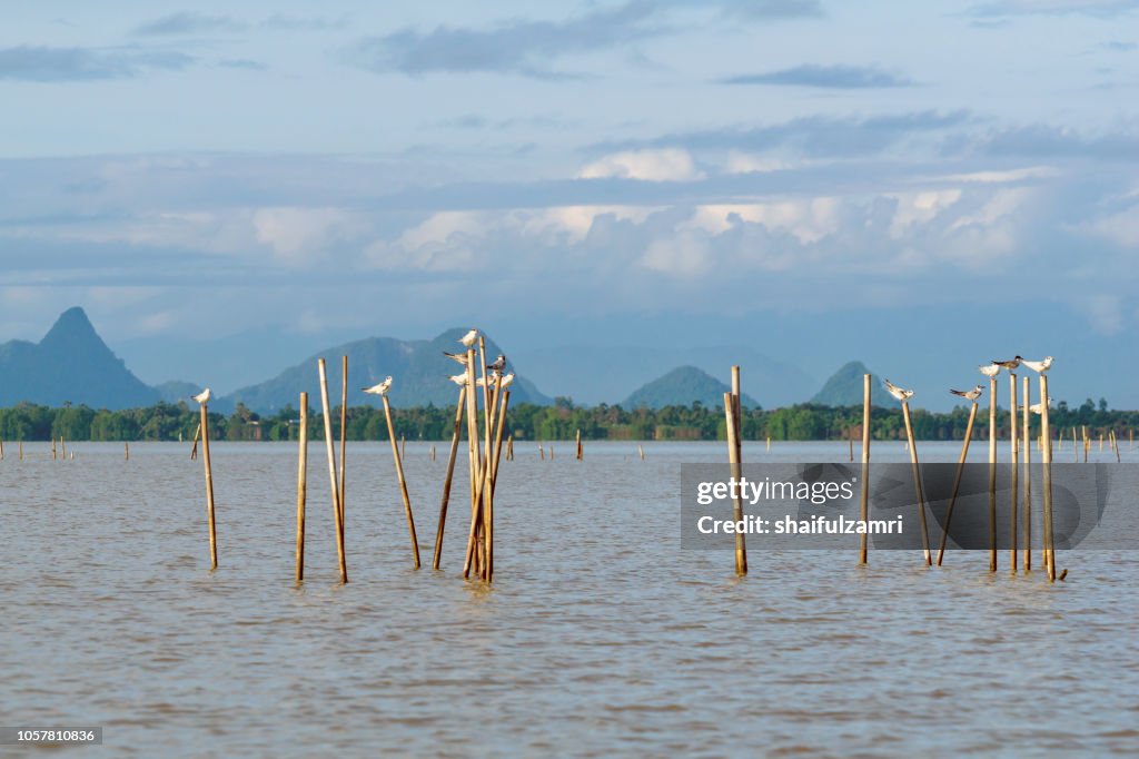 Group of birds sitting on the bamboo perch at lake Thale Noi, Phatthalung, Thailand.