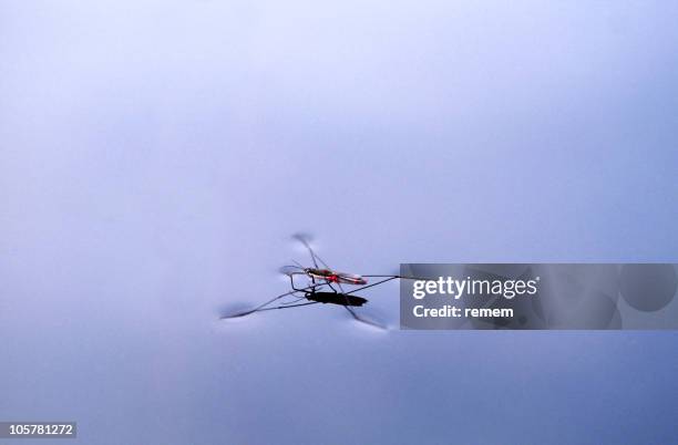 peso mosca - insetto foto e immagini stock