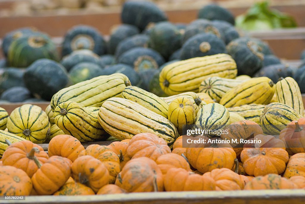 Pumpkins and squash on display at farmer's market
