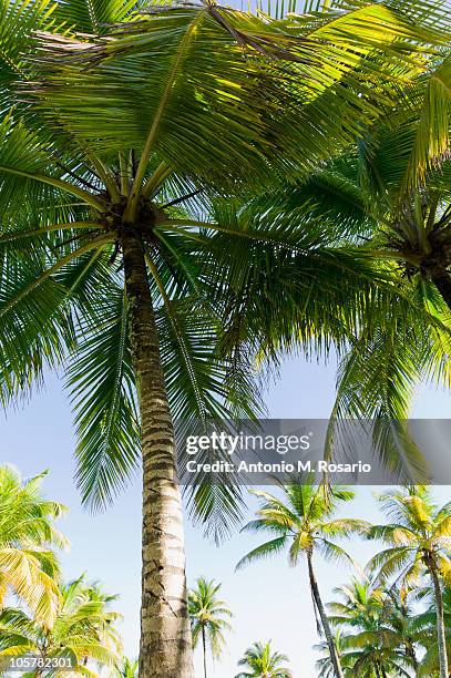 palm trees - puerto rico palm tree stock pictures, royalty-free photos & images