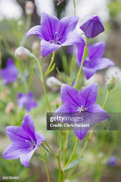 733 Chinese Bellflower Stock Photos, High-Res Pictures, and Images