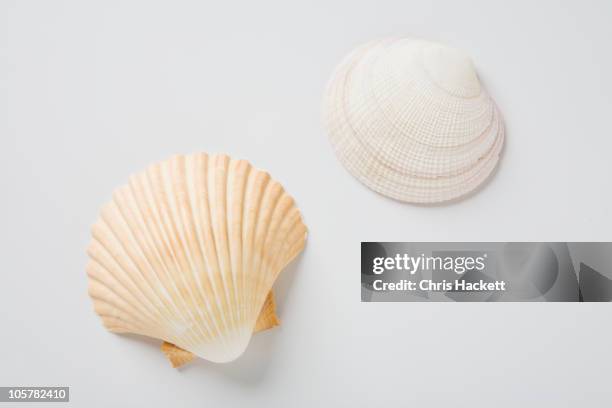 sea shells - clam animal stock pictures, royalty-free photos & images