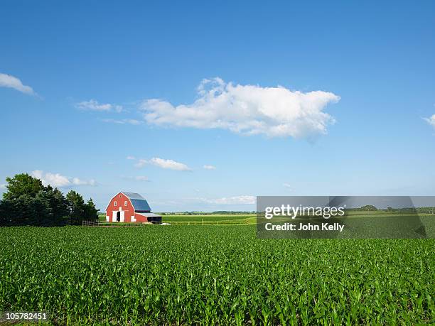 corn field - nebraska stock pictures, royalty-free photos & images