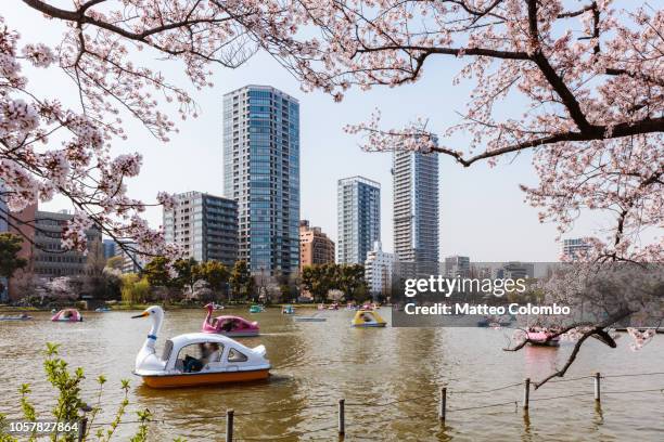 people on pedal boats during cherry blossom, ueno park, tokyo - pedal boat foto e immagini stock