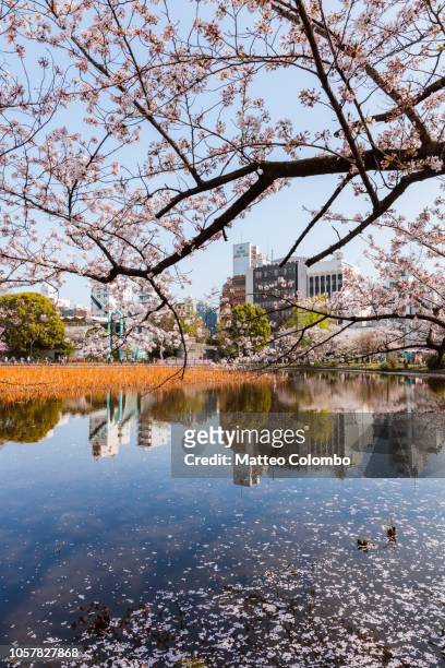 cherry trees reflected in lake, ueno park tokyo, japan - ueno park stock-fotos und bilder