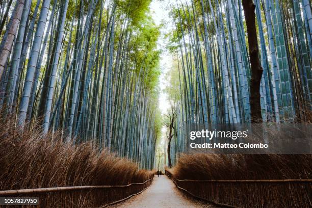 trail to famous bamboo grove, kyoto, japan - grove_(nature) stock-fotos und bilder