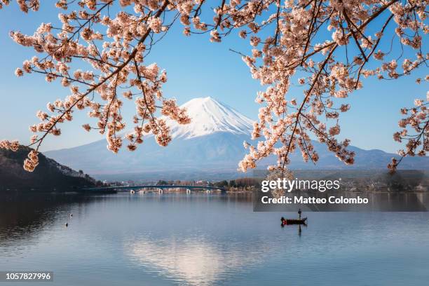 fisherman in boat with cherry blossom, fuji five lakes, japan - mt fuji stock pictures, royalty-free photos & images