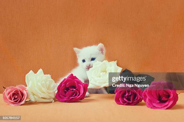 Cat Nguyen Photos et images de collection - Getty Images