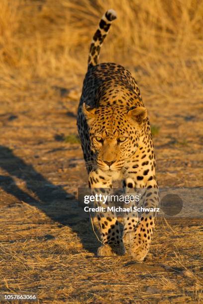 leopard (panthera pardus), running, okahandja, namibia - panther schwarz stock pictures, royalty-free photos & images