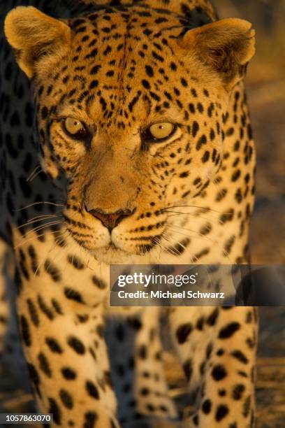 leopard (panthera pardus), animal portrait, okahandja, namibia - panther schwarz stock pictures, royalty-free photos & images