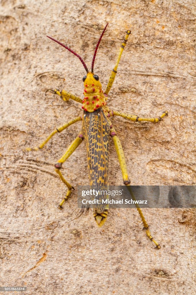 Common milkweed locust (Phymateus morbillosus), climbs on bark, Windhoek, Namibia