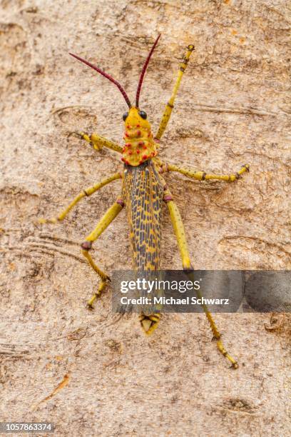 Common Milkweed Locust Photos and Premium High Res Pictures - Getty Images