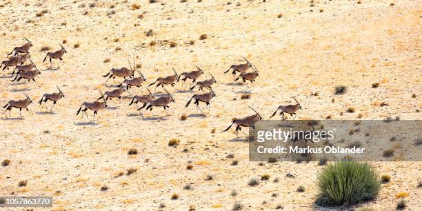aerial view, hartmann's mountain zebras (equus zebra hartmannae), herd running through dry steppe, tinkas plains, namib-naukluft national park, erongo region, namibia - zebra herd running stock pictures, royalty-free photos & images