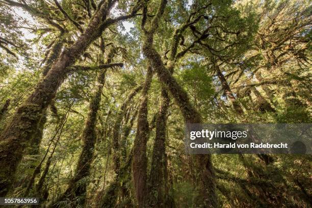 fitzroya (fitzroya cupressoides) with moss and lichens in the moderate rainforest, carretera austral, pumalin park, chaiten, region de los lagos, patagonia, chile - fitzroya stock pictures, royalty-free photos & images