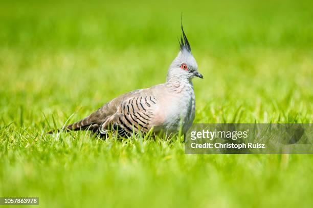 crested pigeon (ocyphaps lophotes), in wiese, south australia - ocyphaps lophotes stock pictures, royalty-free photos & images