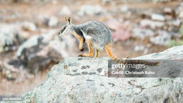 yellow-footed rock-wallaby (petrogale xanthopus), sits on rocks, south australia - wallaby stock pictures, royalty-free photos & images