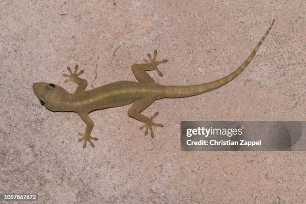 common four-clawed gecko (gehyra mutilata) on house wall, isaan, thailand - gehyra stock pictures, royalty-free photos & images
