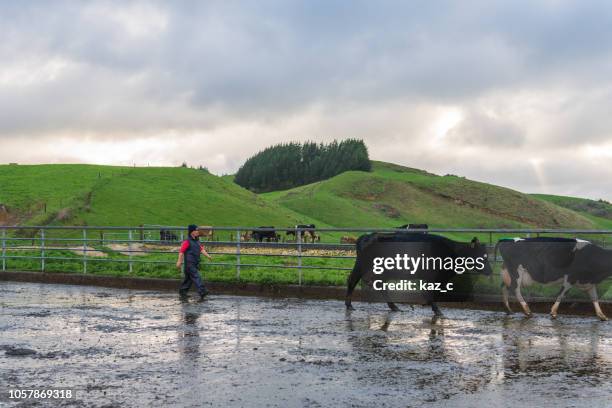 female dairy farmer rounding up cattle - new zealander stock pictures, royalty-free photos & images