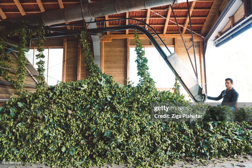 One worker and the hop-picking machine