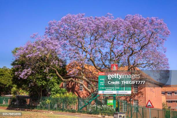 árbol de jacaranda en la escuela de rey edward vii en johannesburgo - houghton fotografías e imágenes de stock