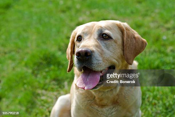 smiling labrador - yellow labrador retriever stock pictures, royalty-free photos & images