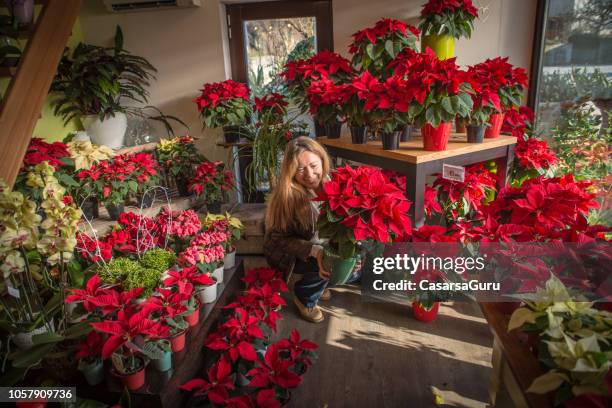 mature woman buying poinsettia flowers at the flower shop - poinsettia stock pictures, royalty-free photos & images