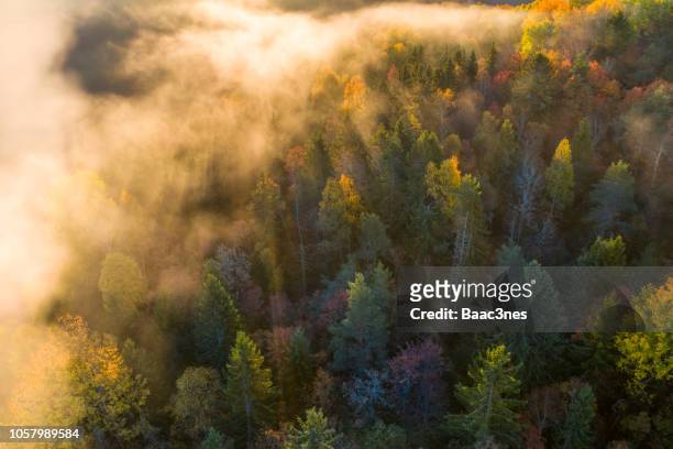 sunrise and morning mist in the forest - nordic landscape ストックフォトと画像