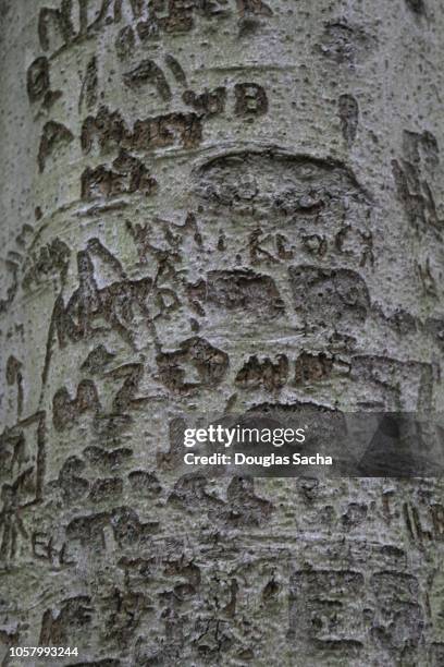 Tree With Initals R S Initials Carved In A Tree Photos and Premium High Res Pictures - Getty ...