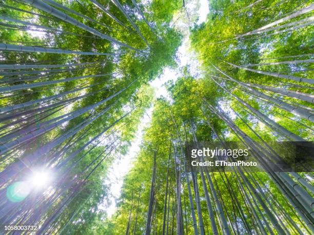 bright green japanese bamboo forest - baumkrone stock-fotos und bilder