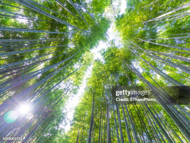 bright green japanese bamboo forest - tree tops stock pictures, royalty-free photos & images