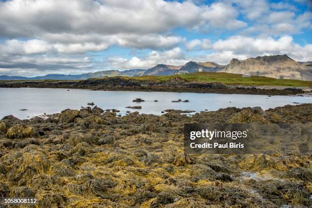 seals resting in ytri tunga beach, snæfellsnes peninsula, iceland - snaefellsjokull stock pictures, royalty-free photos & images