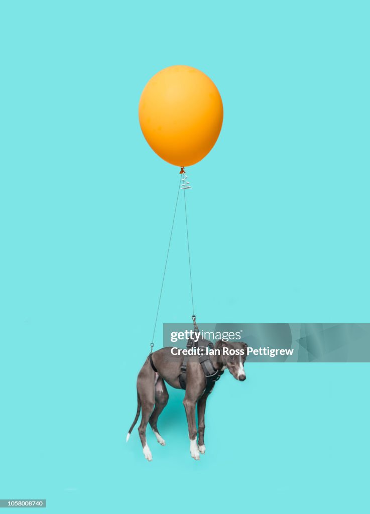 Dog floating with yellow balloon